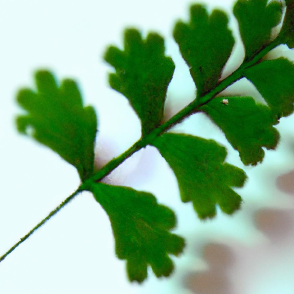 Dicas para identificar plantas com folhas únicas